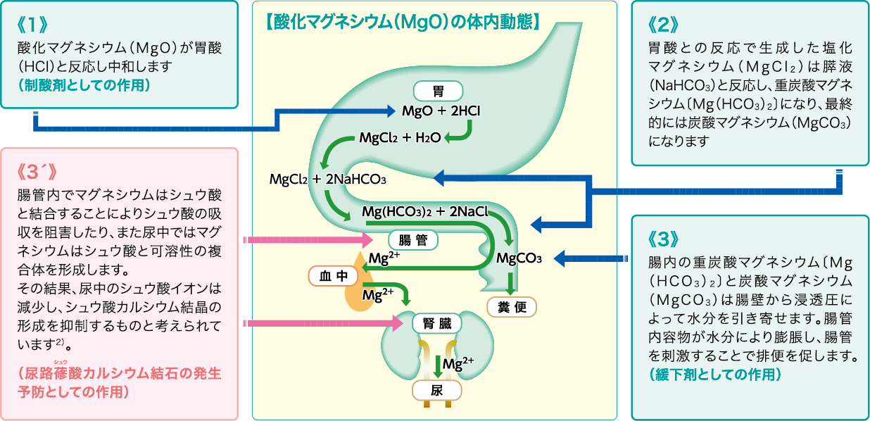 酸化マグネシウム（MgO)の体内動態