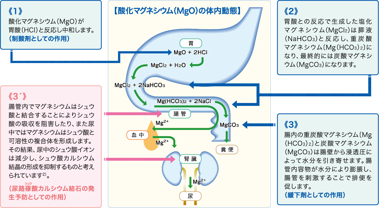 酸化マグネシウム（MgO)の体内動態